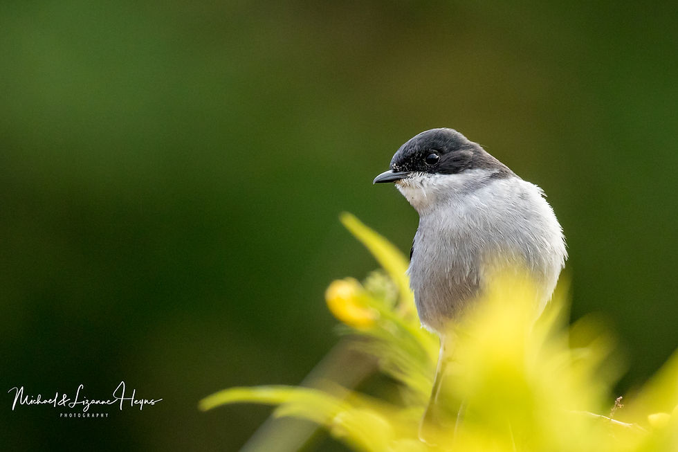 Flycatcher Fiscal