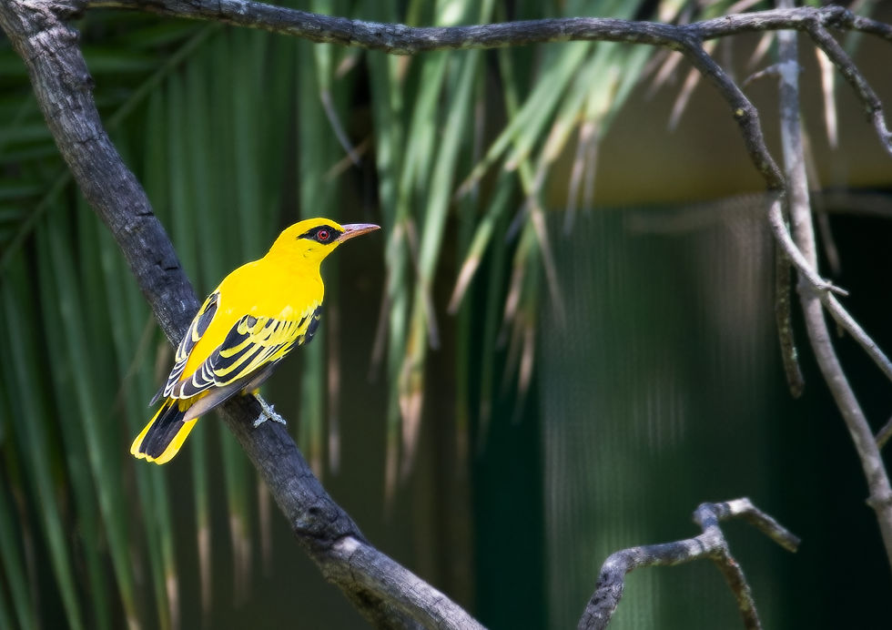 African Golden Oriole