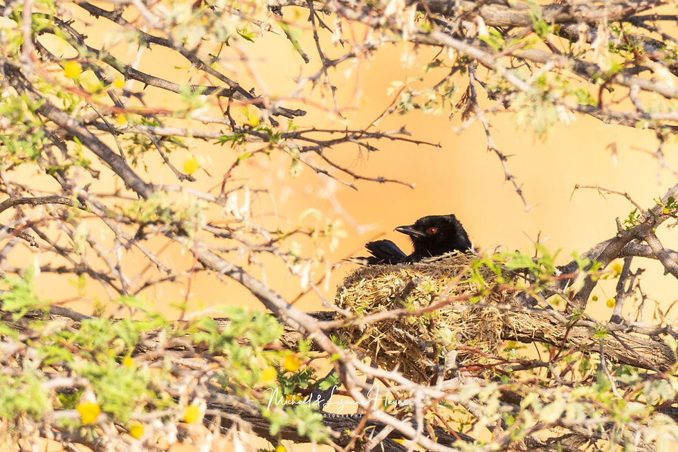 Forktail drongo