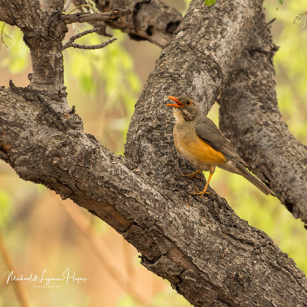 Thrush Kurrichane