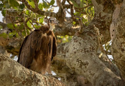 Hooded Vulture