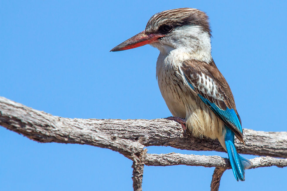 Kingfisher Striped