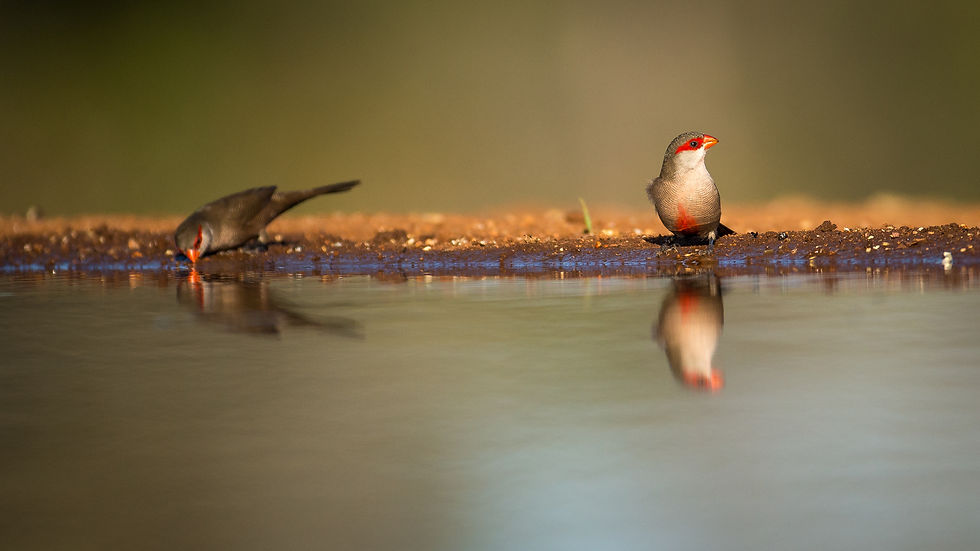 Waxbill Common