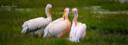 Great White Pelican