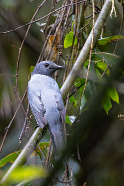Madagascar Birds