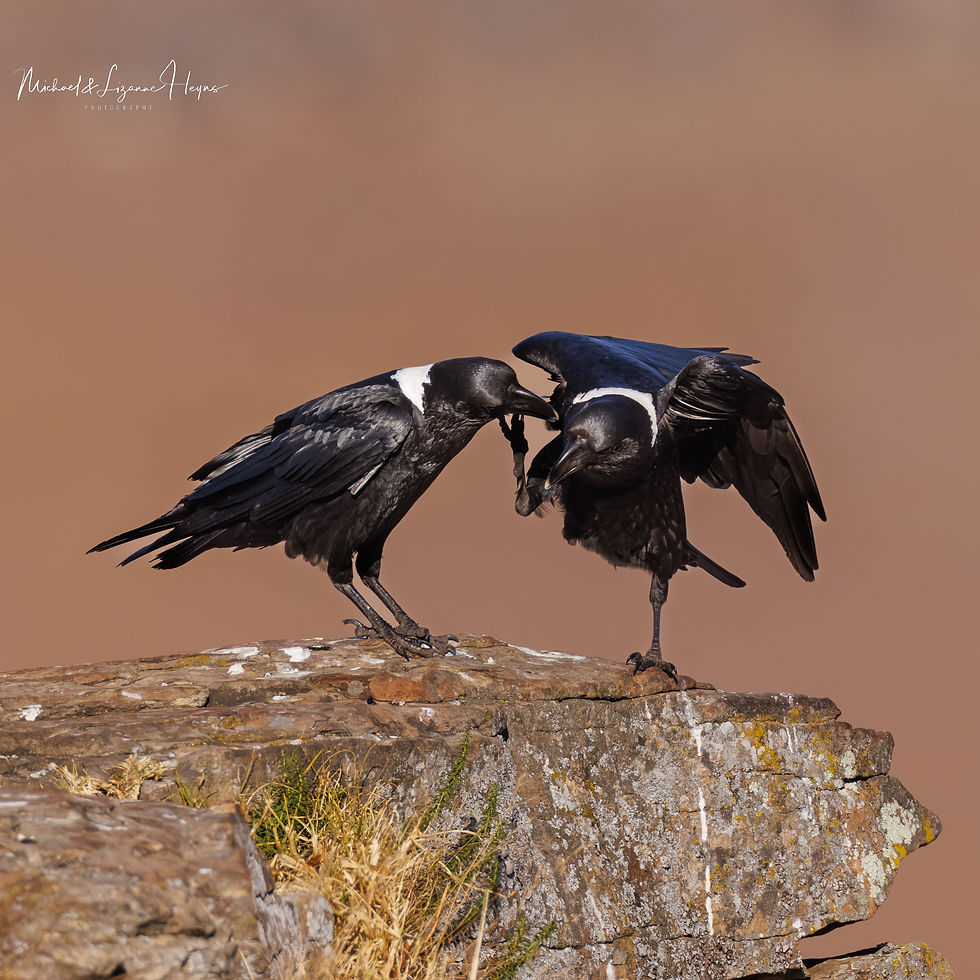 White-necked Raven