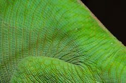 Madagascar Chameleon