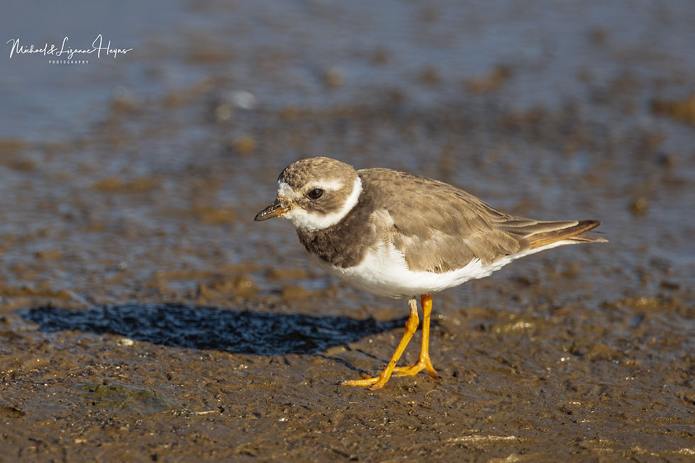 Common Ringed Plover