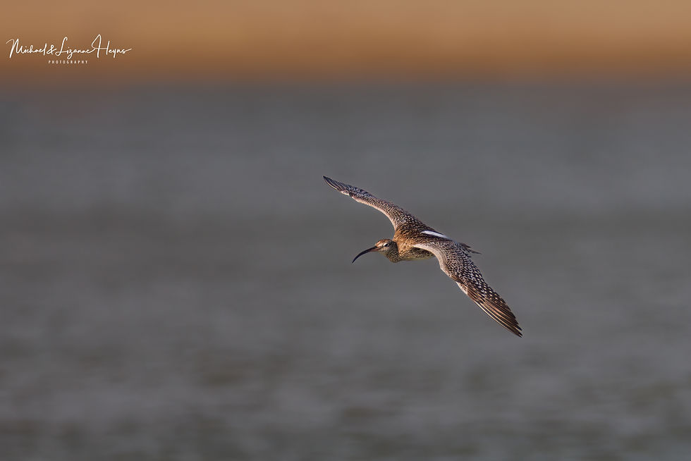 Eurasian Whimbrel