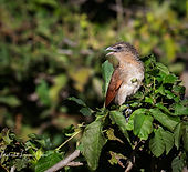 Coucal White-browed