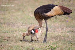 Grey Crowned Crane