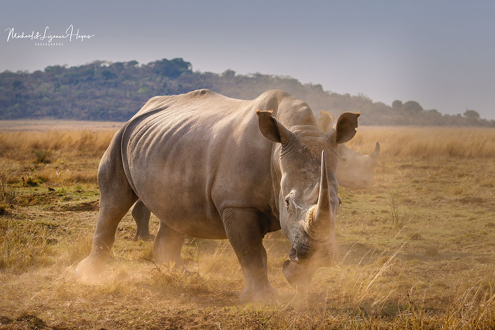 White Rhino