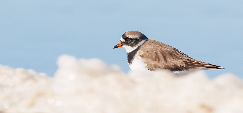 Common Ringed Plover