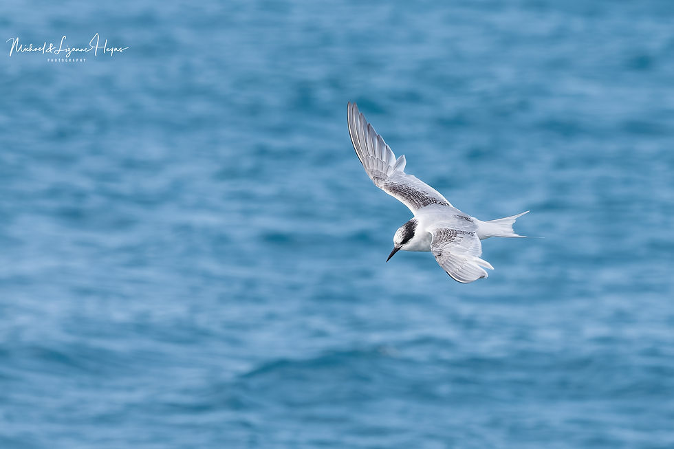 Arctic Tern