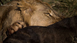 Lions of Zimanga