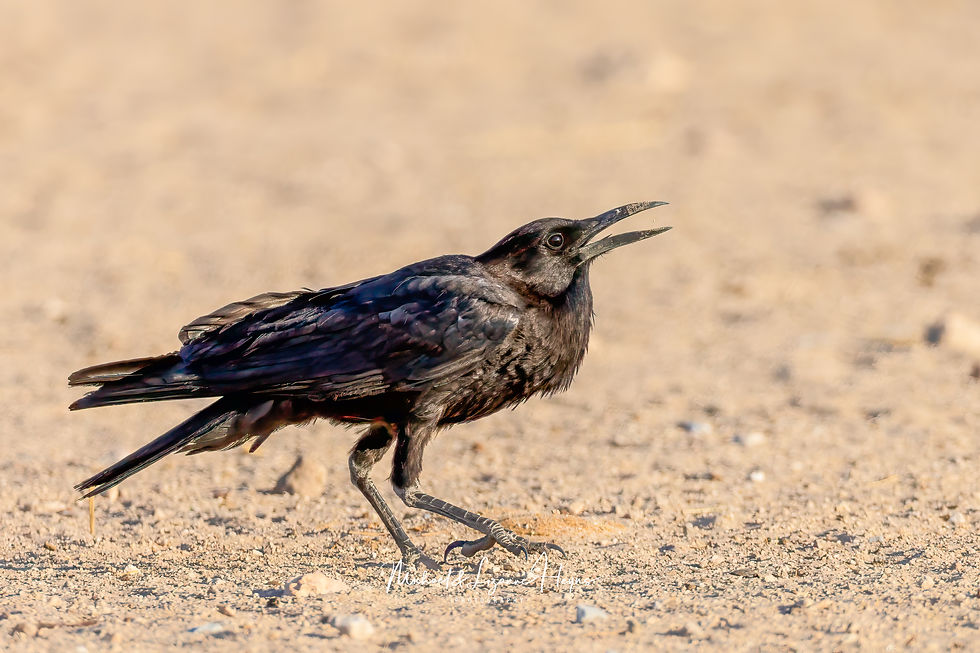 Cape Crow