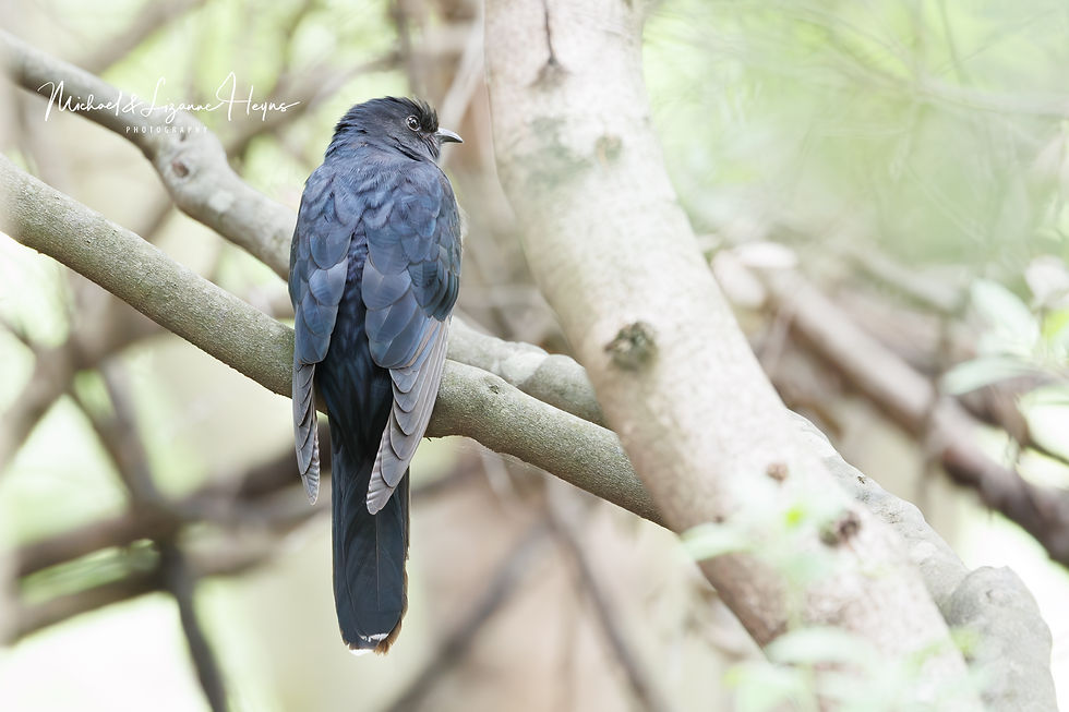 Black Cuckoo