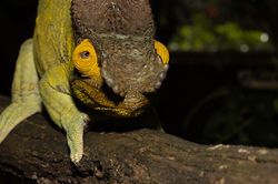 Madagascar Chameleon