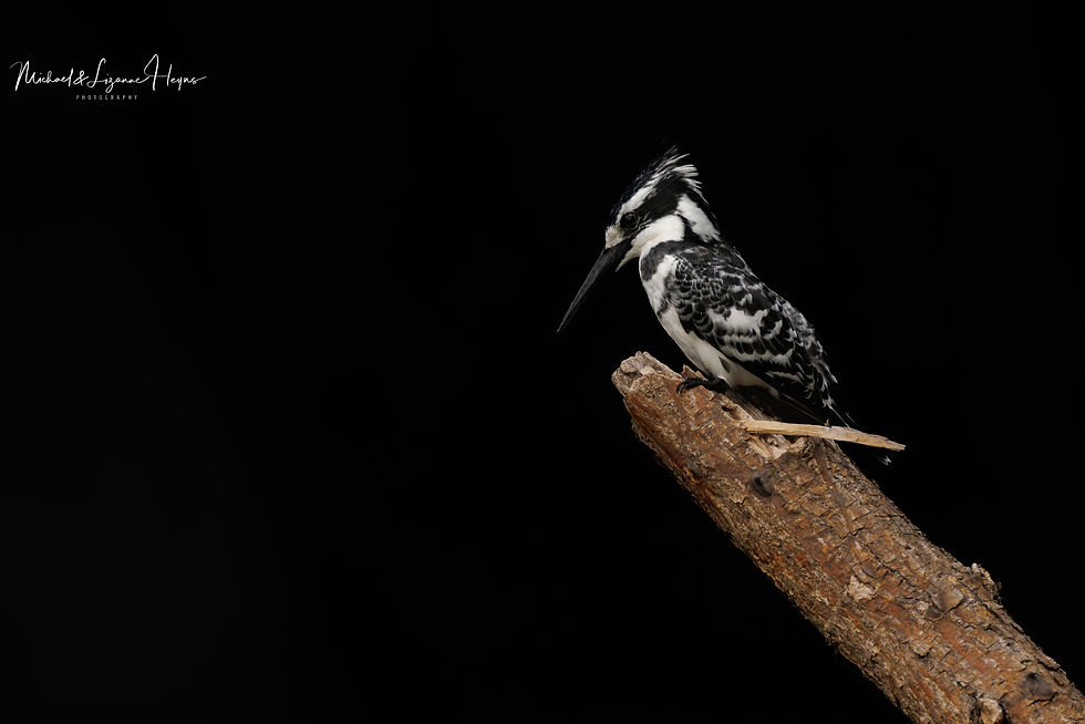 Pied Kingfisher