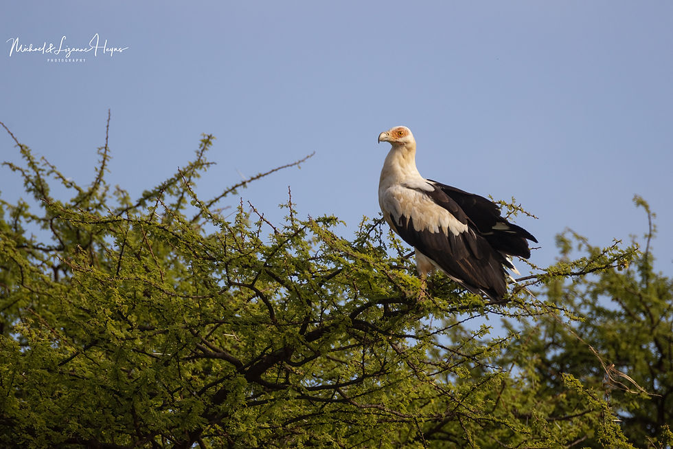Palm-nut Vulture
