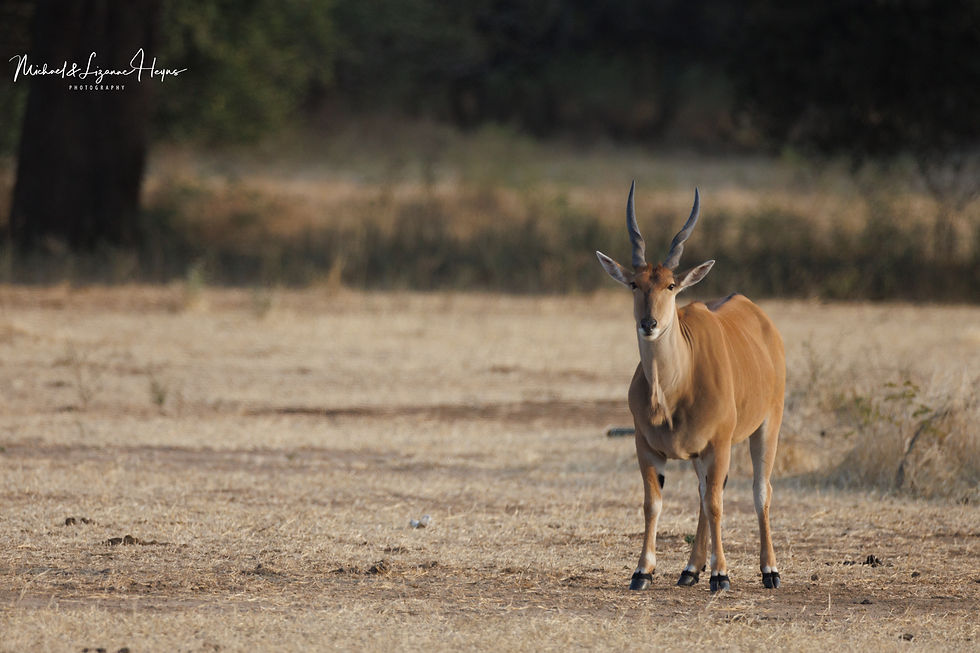 Eland