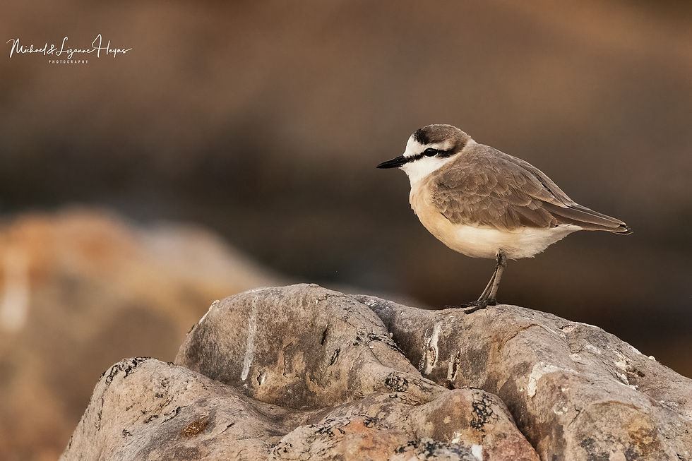 White-fronted Plover