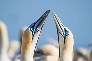 Cape Gannet