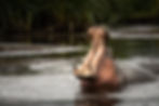 Hippo