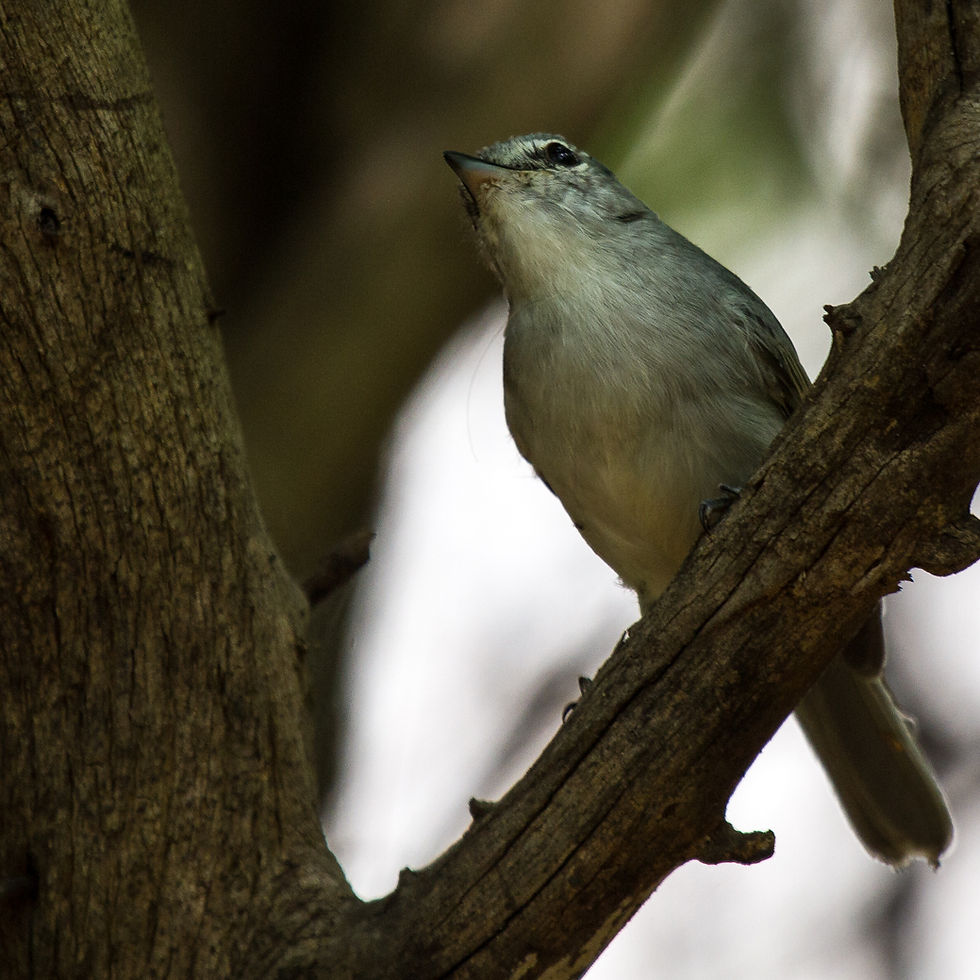 Flycatcher Ashy