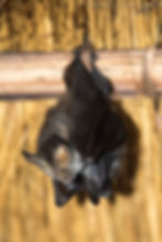 Slit Faced Bat with Young