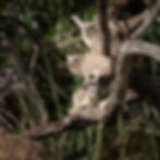 Eastern Tree Hyrax