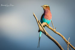 Lilac-breasted Roller