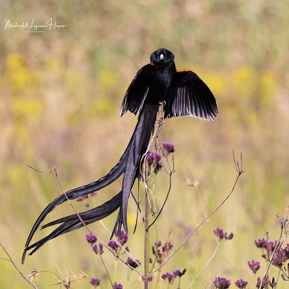 Long-tailed Widowbird