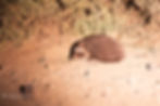 Hedgehog