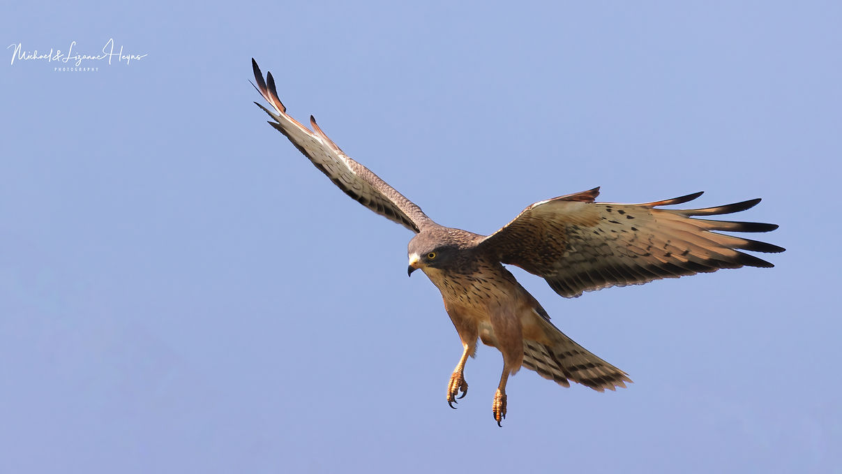 Common Kestrel