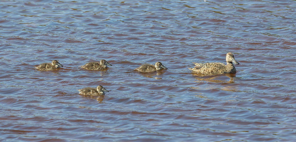 Cape Shoveler Ducklings