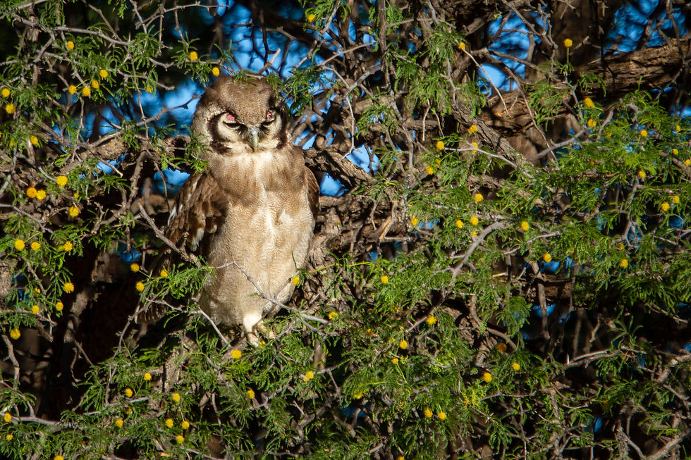 Verreaux's Eagle Owl
