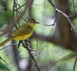 Yellow-bellied Greenbul