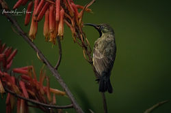 Scarlet-chested Sunbird