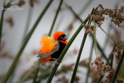 Northern Red Bishop
