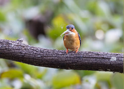 Madagascar Birds