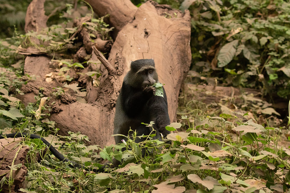 Blue Monkey