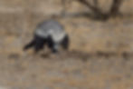 Honeybadger