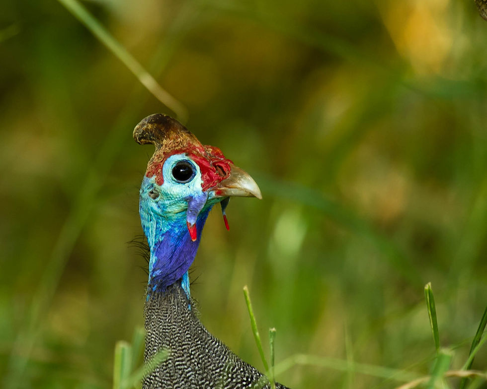 Guineafowl Helmeted