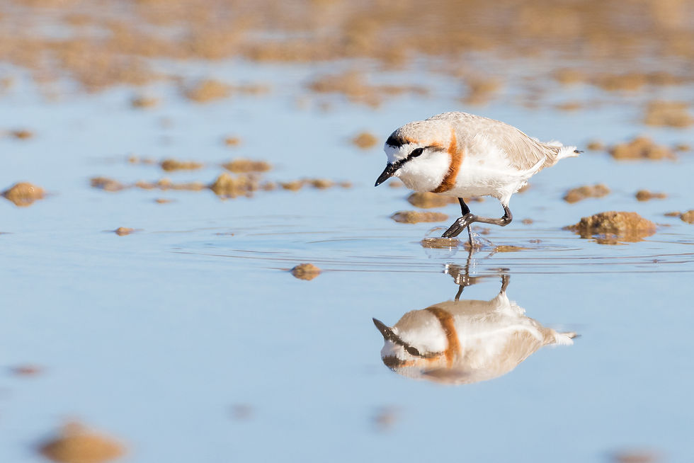 Chestnut-Banded Plover