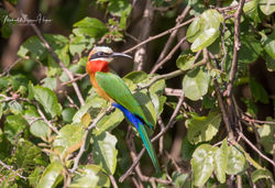 White-fronted Bee-eater