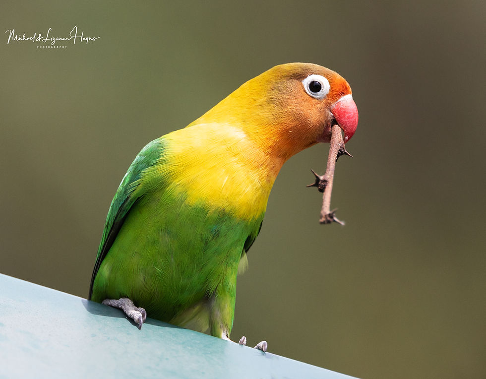 Fischer's Lovebird