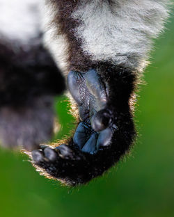Madagascar Lemurs