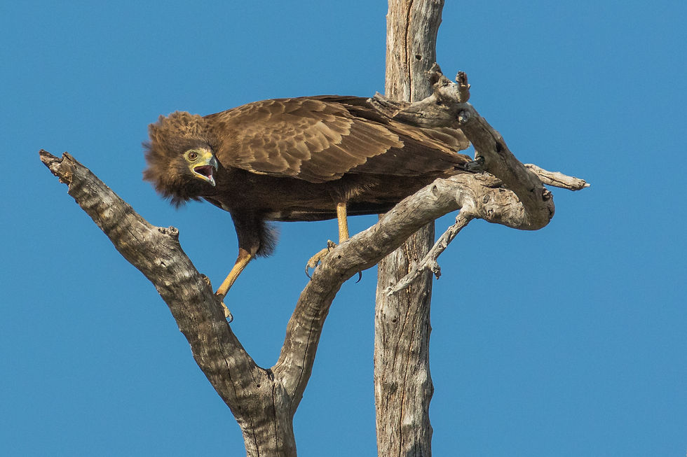 Harrier-Hawk African Juvenile