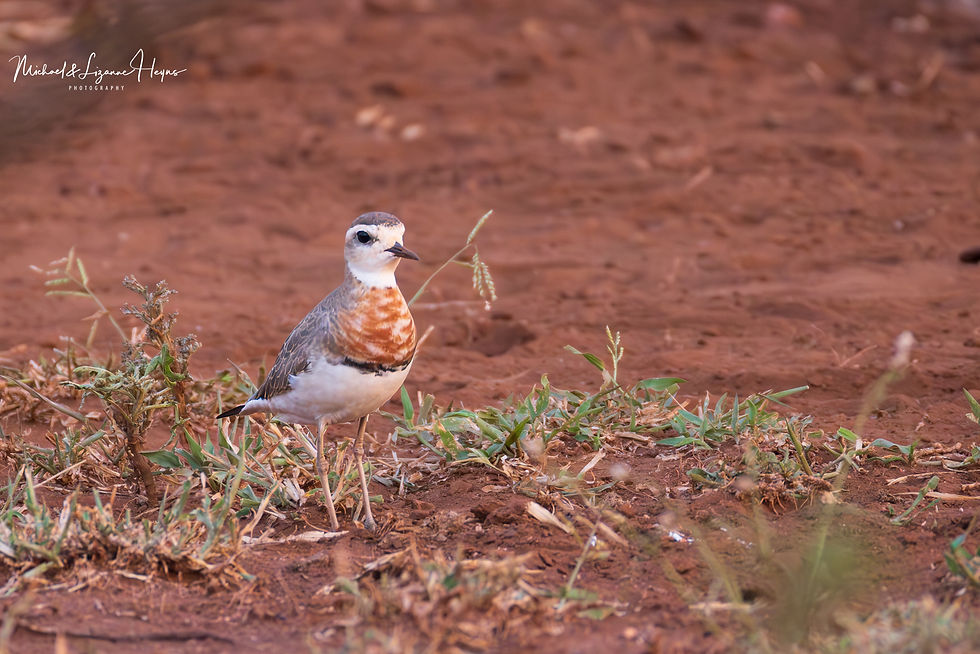 Caspian Plover